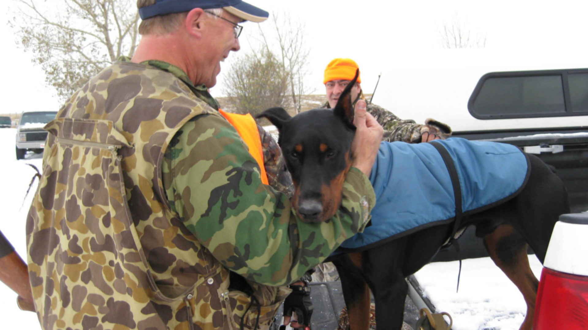 Доберман охотится. Доберман пинчер. Доберманы охотничья. Доберманы охотничья. Доберманы охотничья.