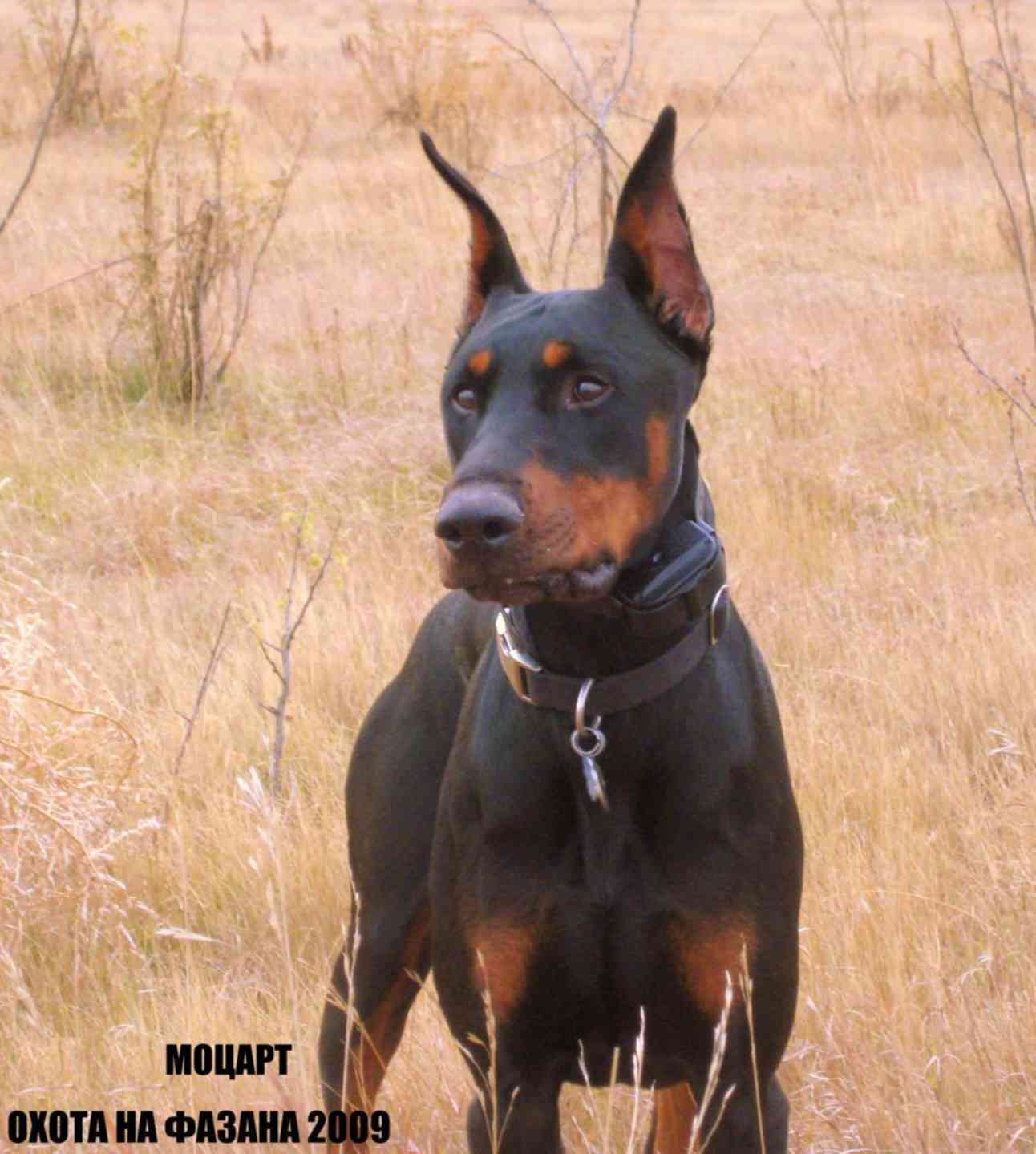 Доберман собака. Охотничий доберман. Доберман пинчер. Доберманы охотничья. Доберманы охотничья.