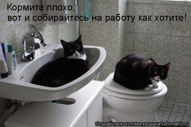 Смешные котики картинки с подписями