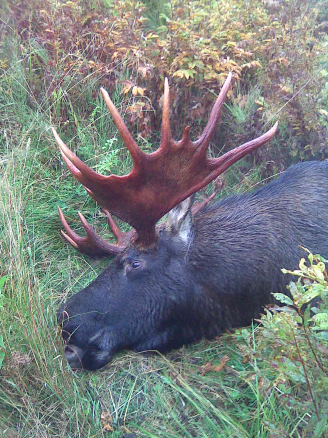 Манки на лося на реву. Звук лося. Лось мычит. Лось мычит. Европейский лось охота.