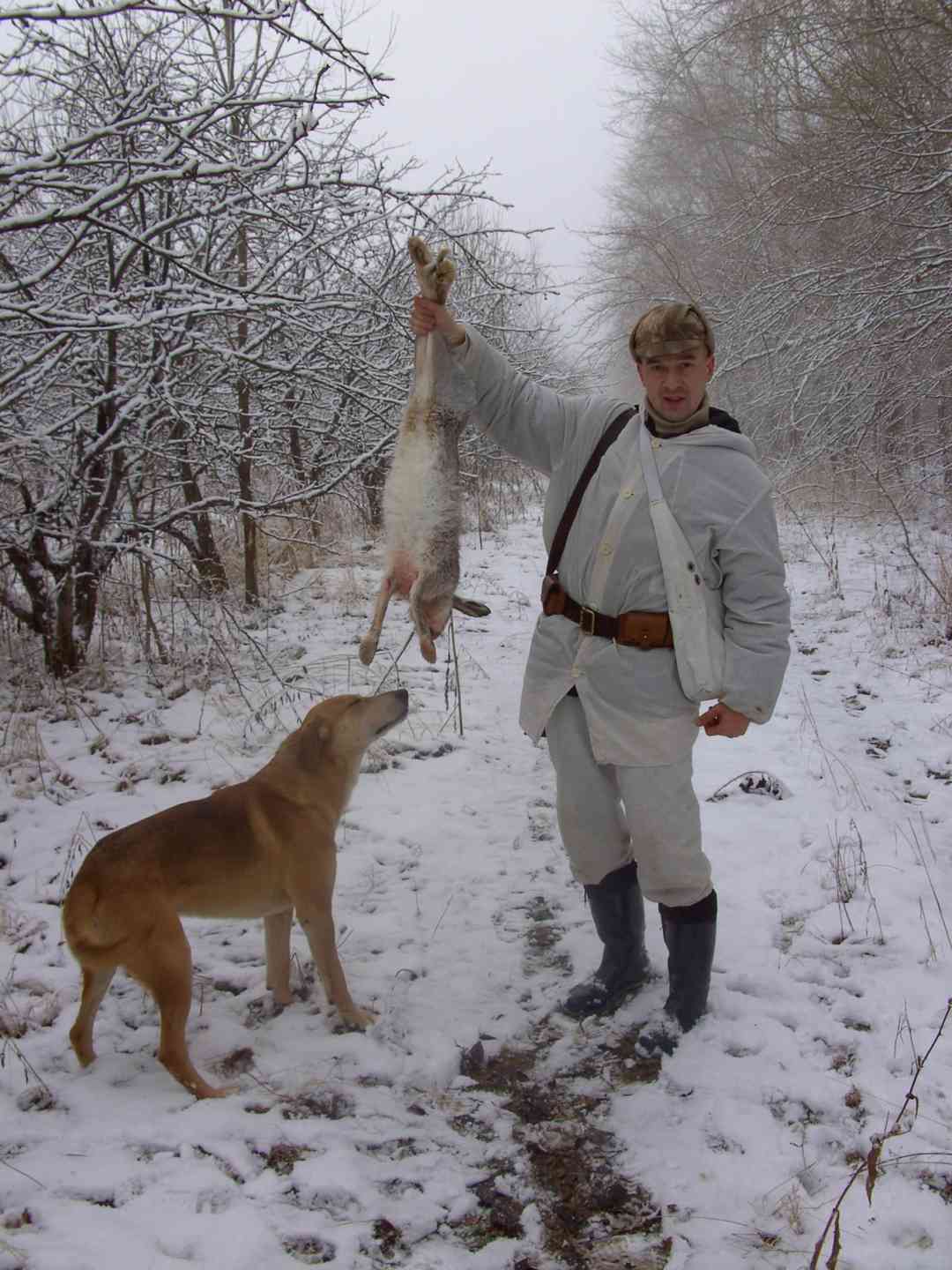 Заяц русак гончие