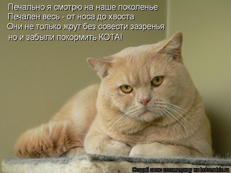 Милые цитаты для парня. Кот прикол. Шотландская вислоухая кошка. Иду на "ты". Место для цитаты.