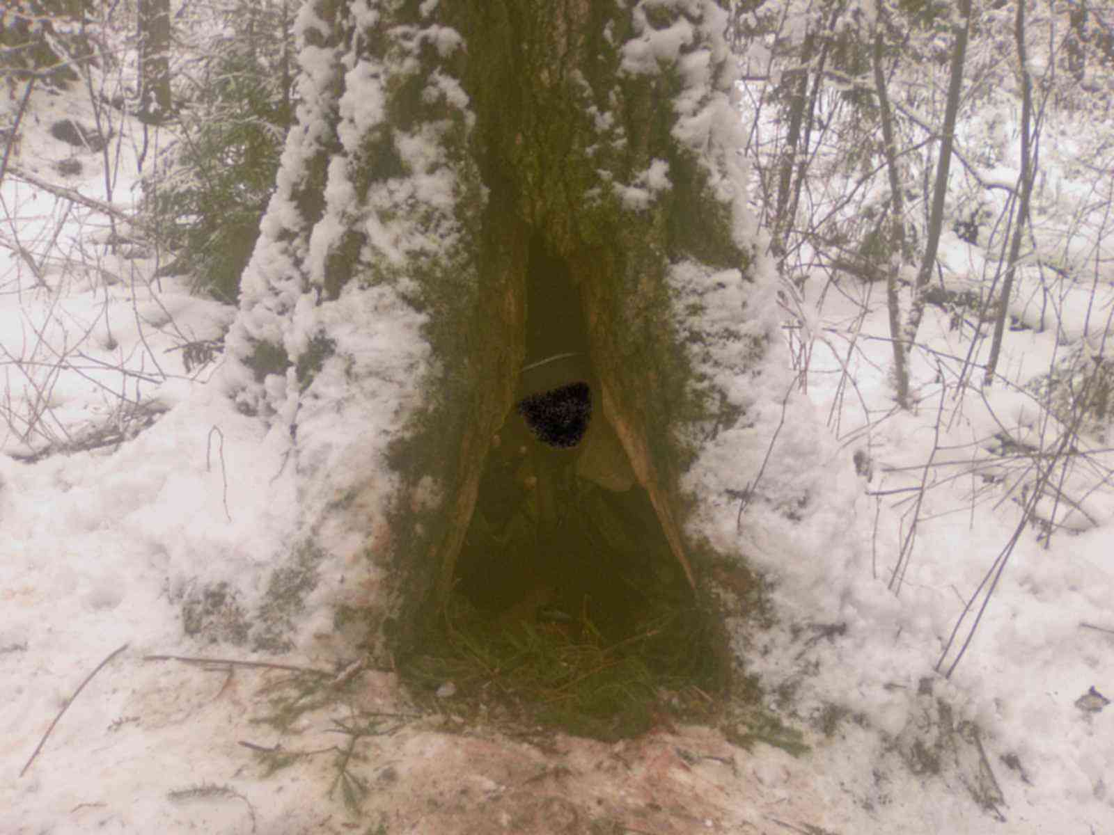 Берлога ежовая. Медвежья Берлога изнутри. "На берлоге". Берлога медведя в лесу. Медведь зимой в берлоге.