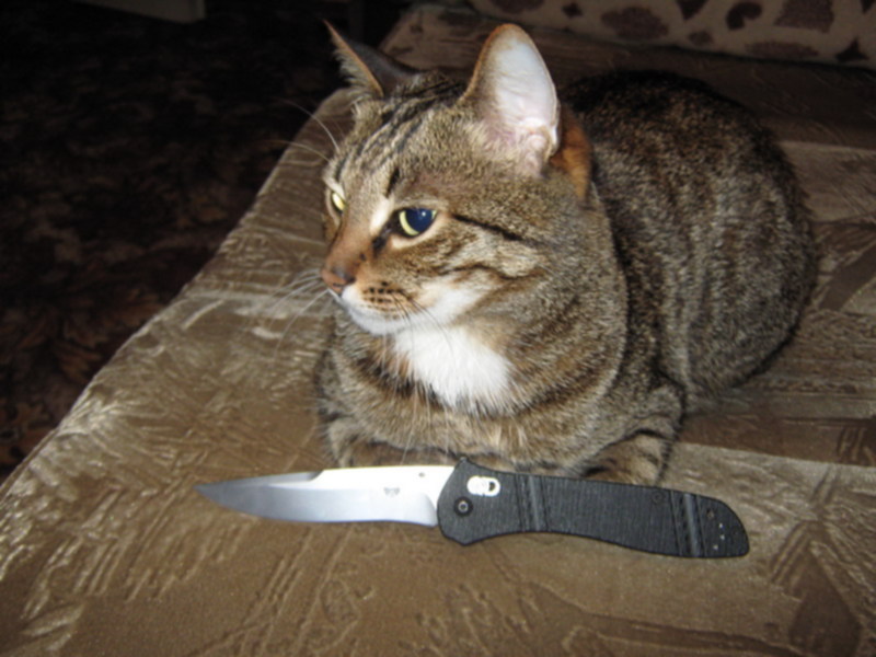 Кот с ножом