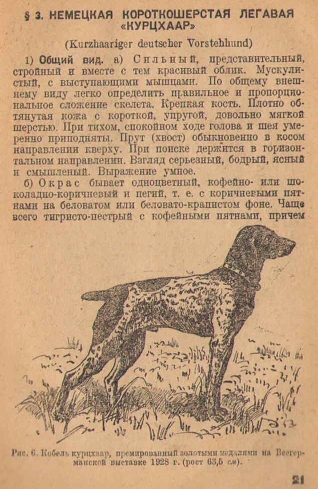 black ticked german shorthaired pointer - Google Search German shorthaired point