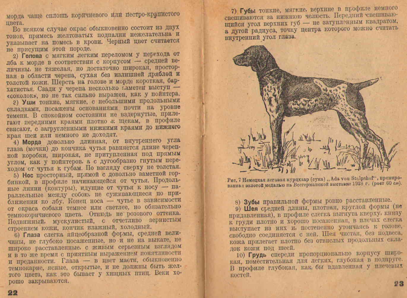 Курцхаар и Дратхаар: история - аргументы - факты - анализ. : Охотн