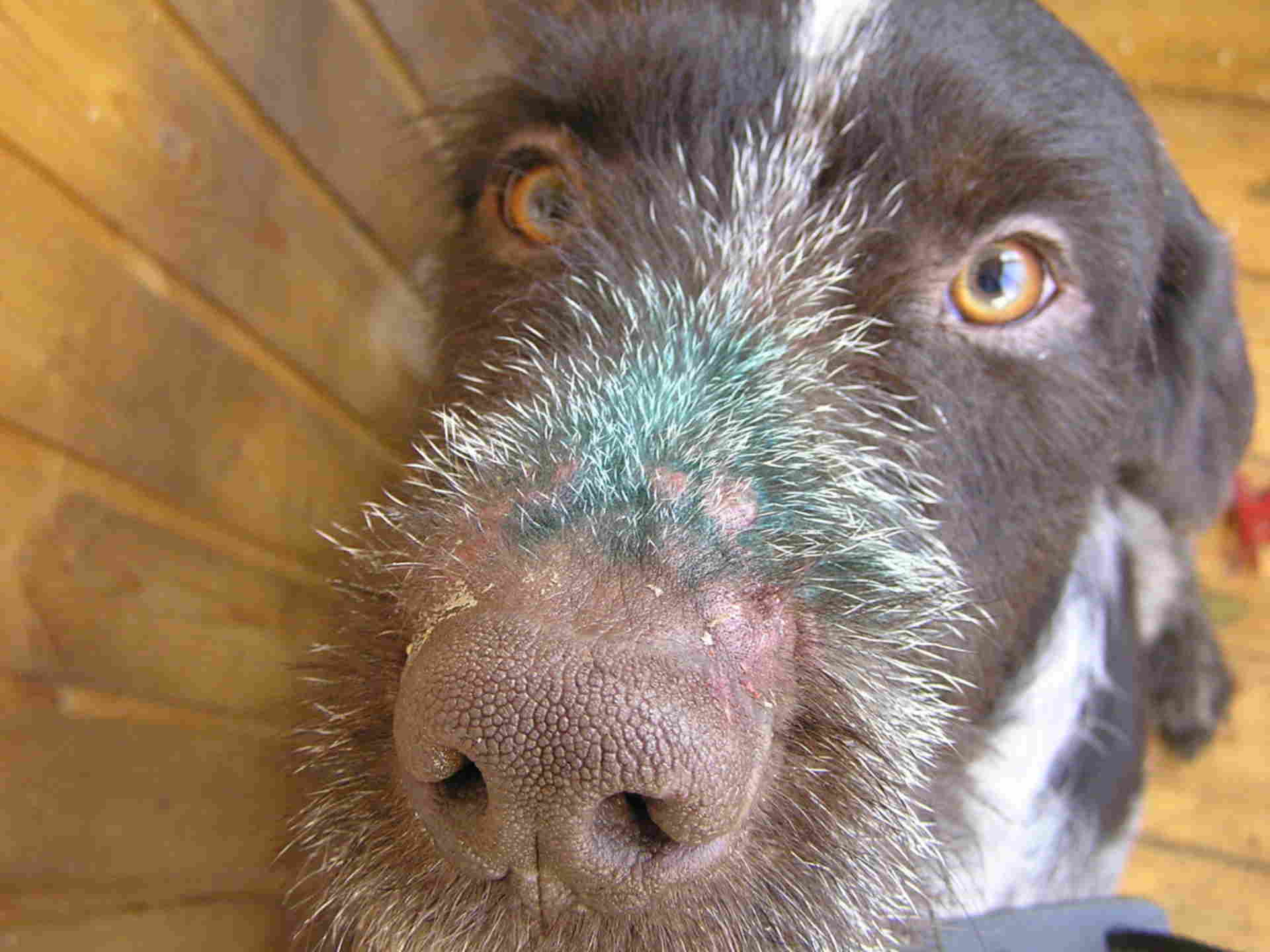 родинки у собак на морде