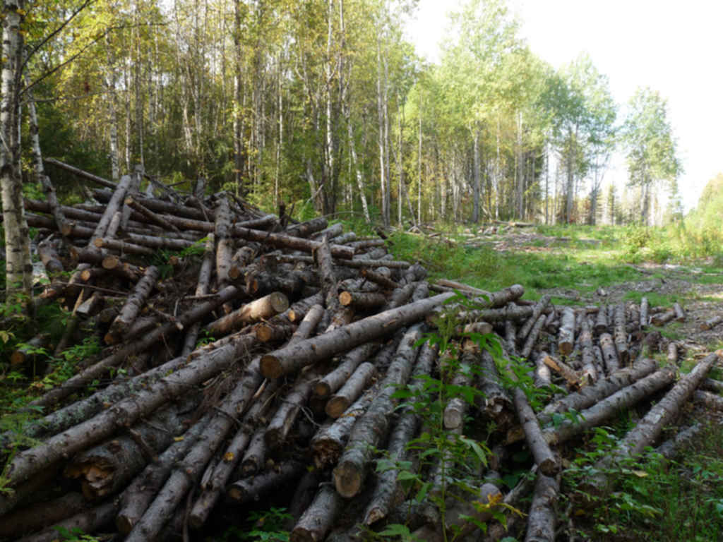 Собранные леса. Лесозаготовка Хабаровский край. Лесозаготовка в Сибири. Вырубка лесов в Приморском крае. Заготовители леса.