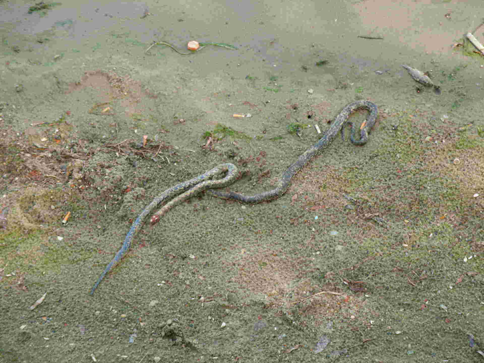 Змеи в саратовской области фото и названия