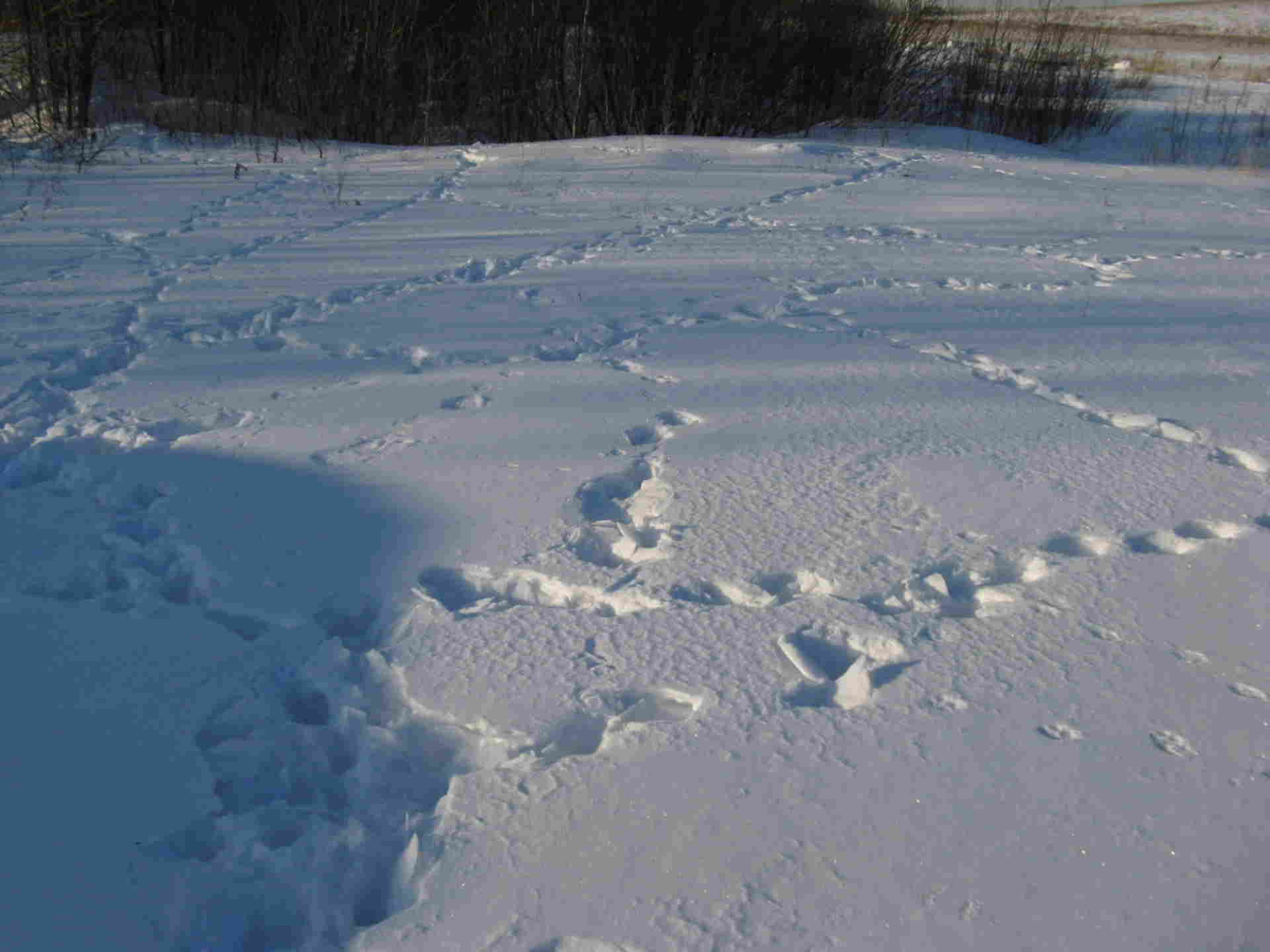 Заячьи и лисьи следы на снегу. Следы зайца беляка. Следы зайца русака. Следы на снегу. Зимние следы.