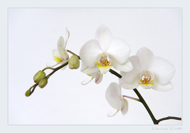 Белая орхидея. Орхидеи картины художников. Орхидея катрина. Orchid авторов. Orchid авторов.