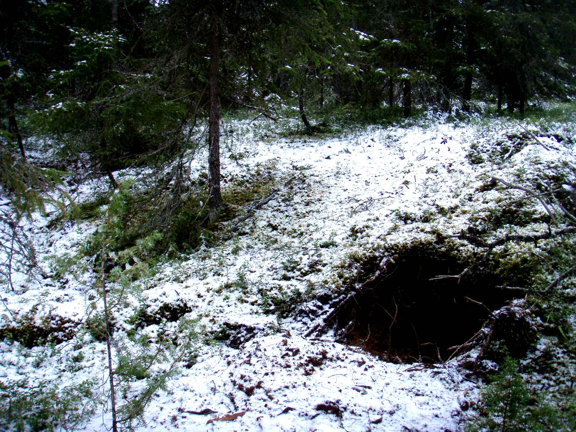 Winter burrow