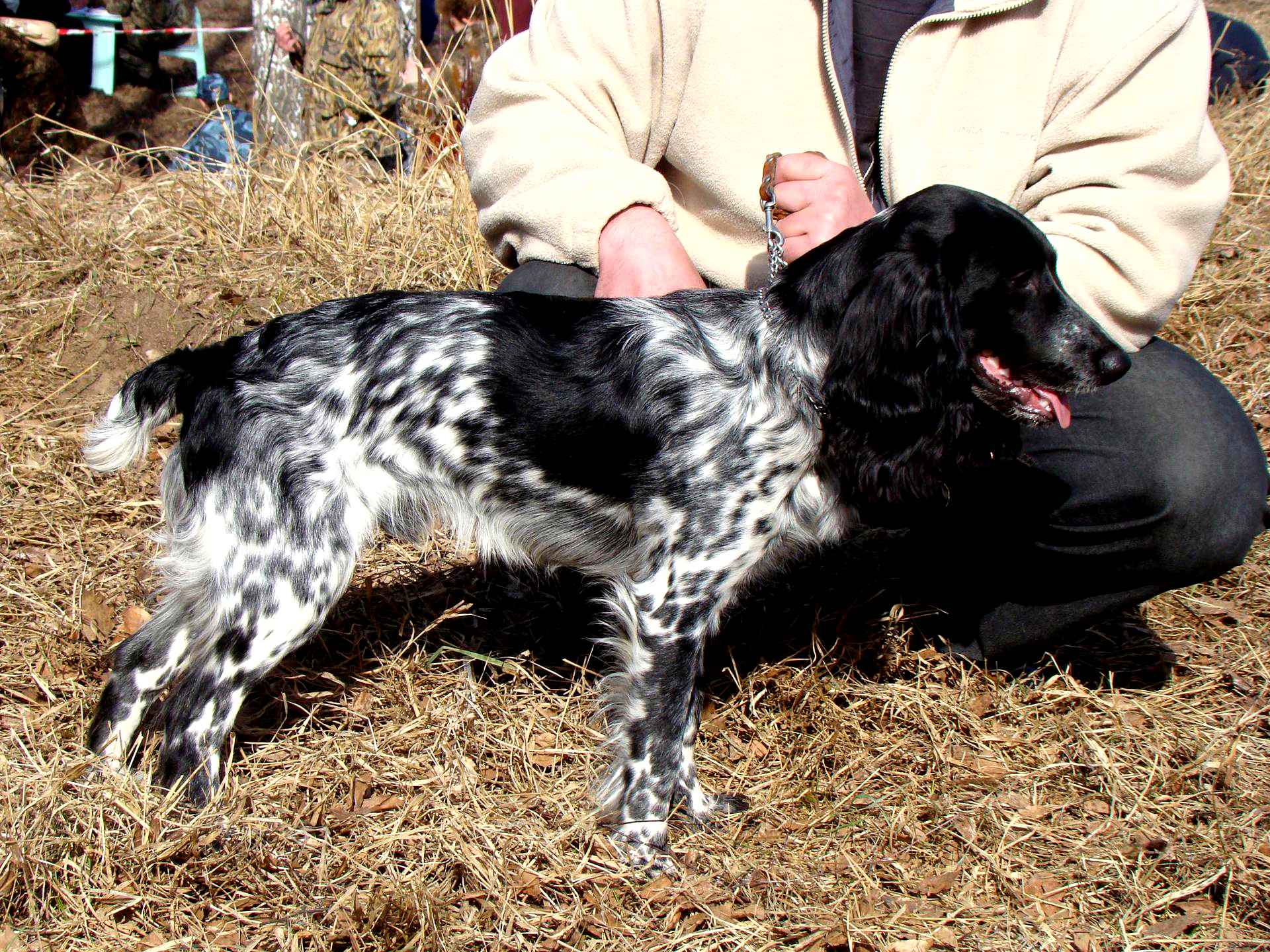 До какого возраста растут спаниели. До какого возраста растут спаниели. Щенки русского спаниеля в полный рост. Русский спаниель фото в полный рост. Русский спаниель рост.