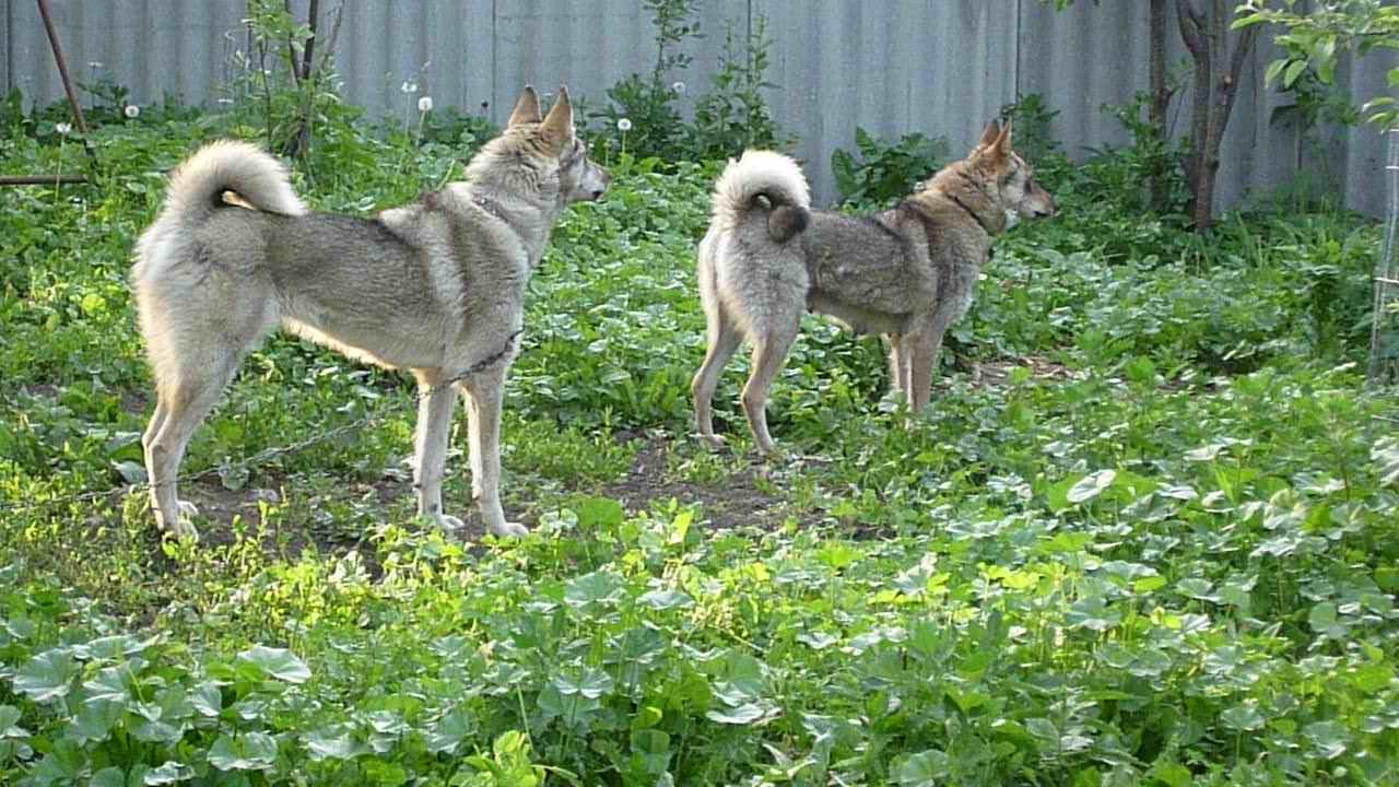 Западно Сибирские лайки Шуркова. Питание Западно Сибирская лайка. Западно Сибирская лайка Анзор Борисенок. Характер Западно сибирской лайки.