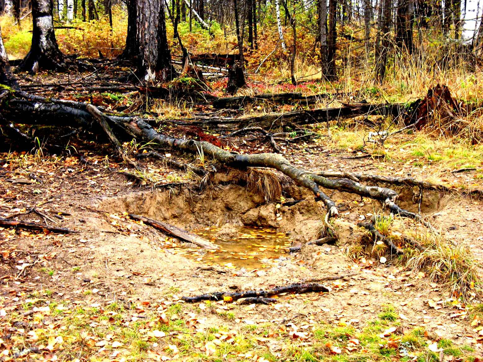 Солонец. Берёзовый солонец. Солонцы 5. Солонец. Искусственные солонцы для диких животных.