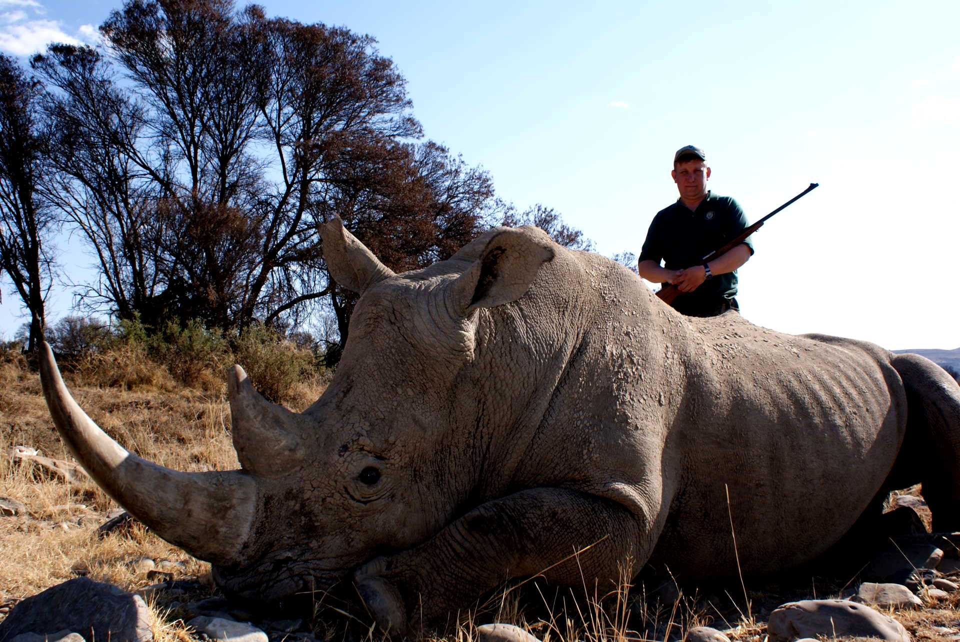 Самое крупное животное африки. Африка сафари охотник на Львов Носорогов. Белый носорог в Африке. Самый большой носорог в мире. Большой белый носорог.