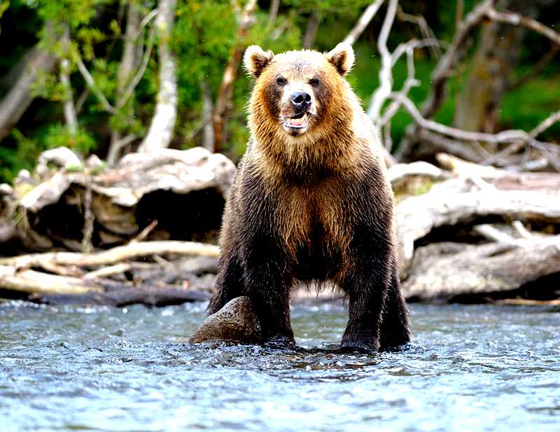 Bear life. Медведь Добрыня и Николаенко. Камчатский медведь фото. Камчатский бурый медведь Википедия. Пандовидный медведь.