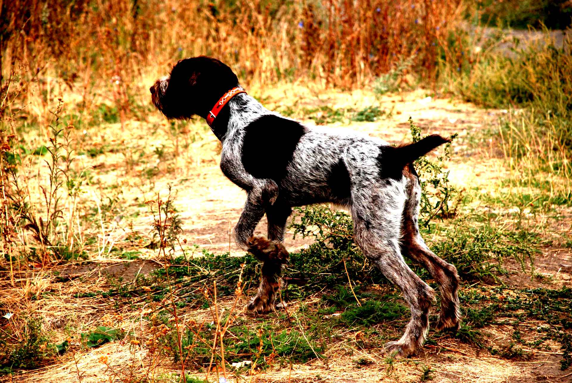 Рассмотрите фотографию собаки породы немецкий дратхаар. Дратхаар. Охотничья порода дратхаар. Дратхаар гладкошерстный. Немецкая жесткошерстная легавая дратхаар.