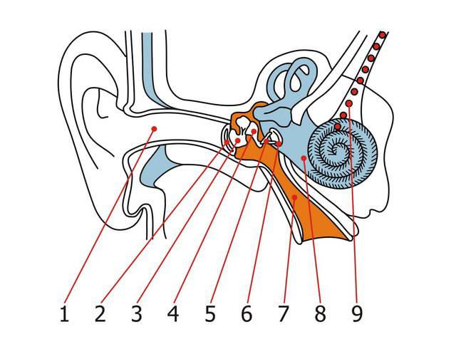 Орган слуха и вестибулярный аппарат. Строение уха человека анатомия рисунок без подписей. Ухо строение уха человека без подписей. Строение уха рис 139. Строение уха карточка.