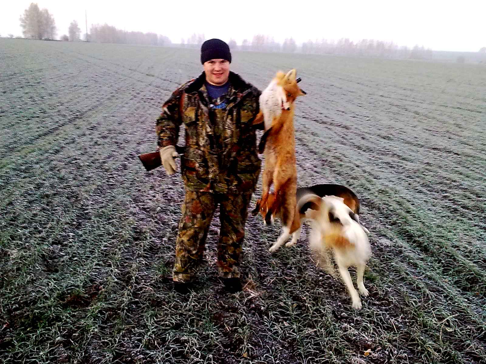 Охота на зайца с гончими. Охота с гончими на зайца и лису. Охота Новгородская область Холмский районный на зайца с гончими. Смотреть бесплатно охоту на зайца с гончими.