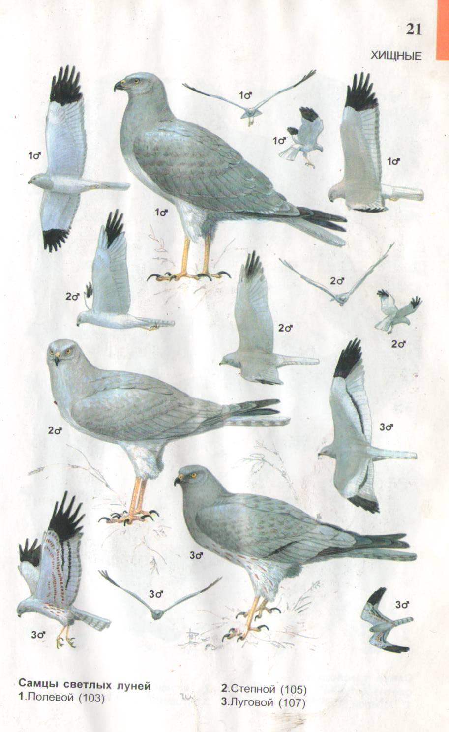 Хищные птицы северо запада россии фото с названиями