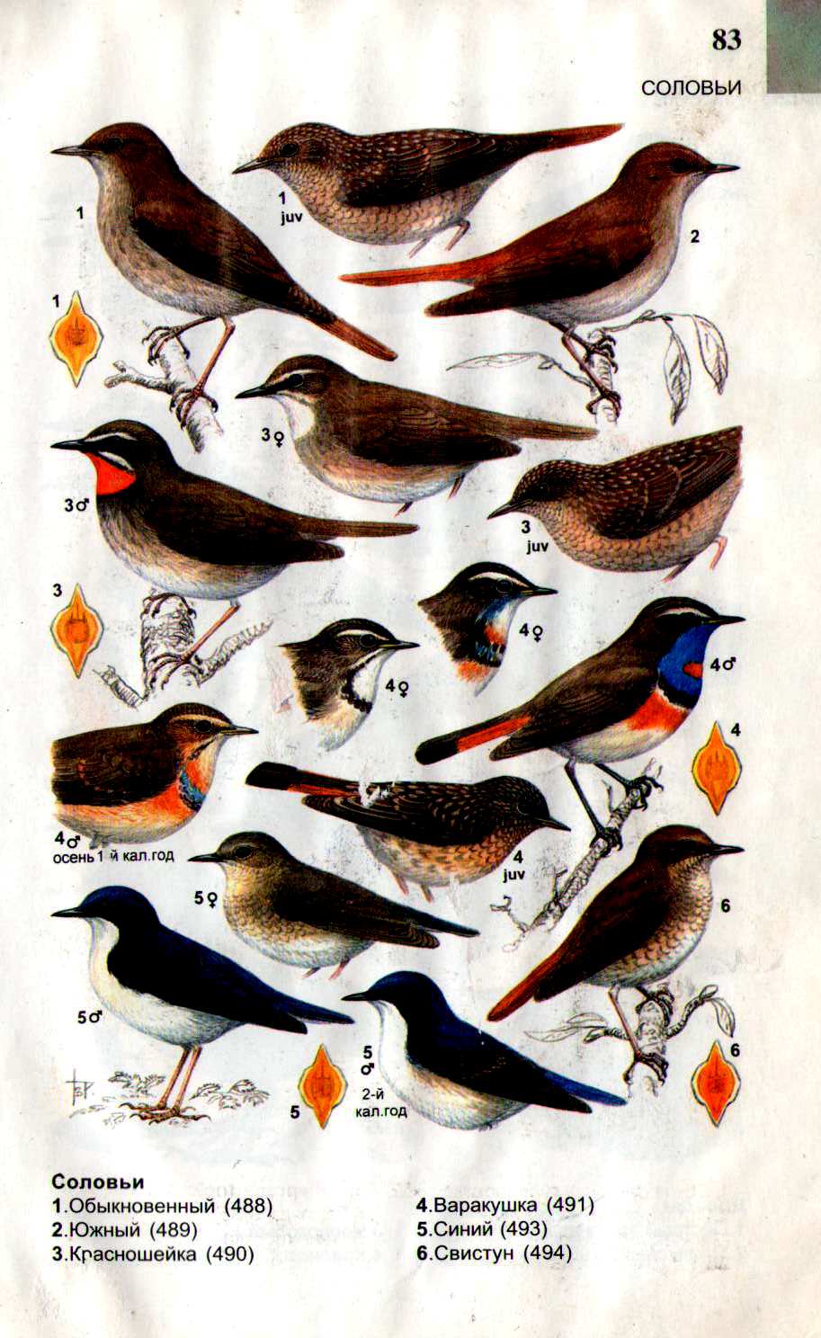 Фото мелкие птицы средней полосы россии с названиями