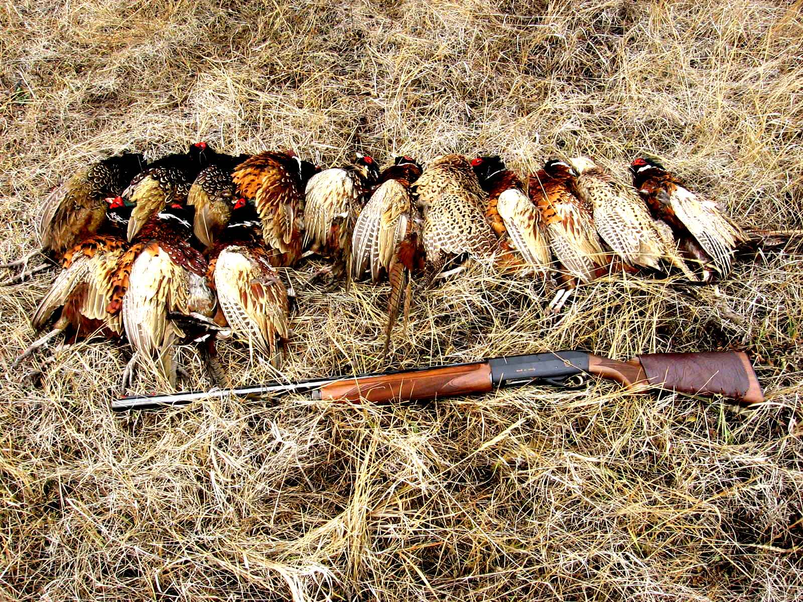 Фотографии фазана охотничьего