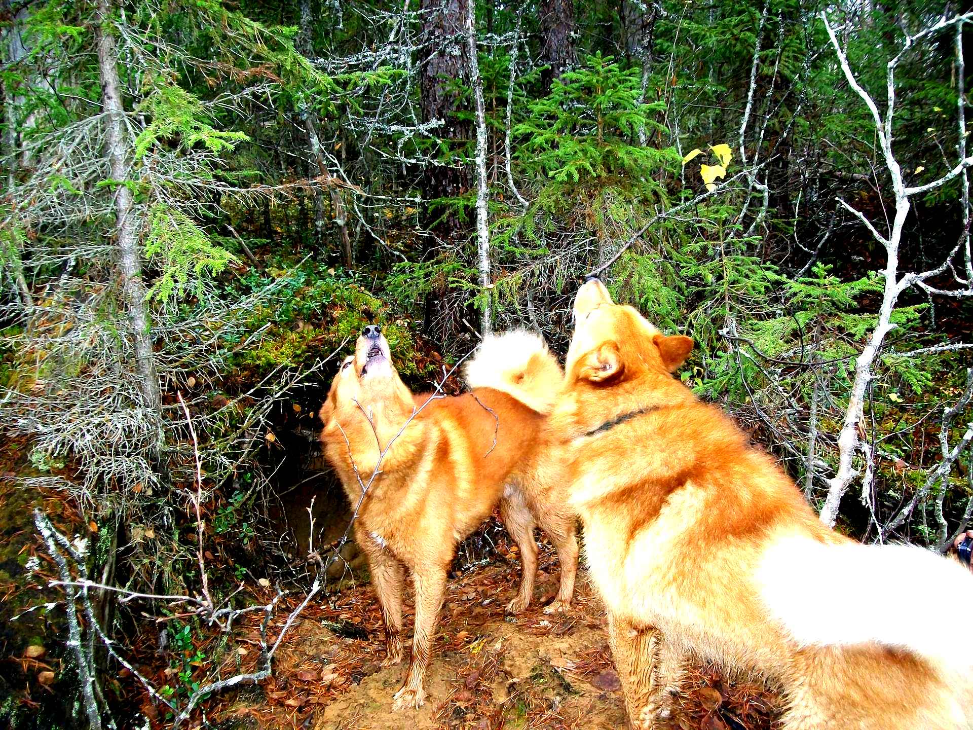Охотничьи собаки Карело финская лайка