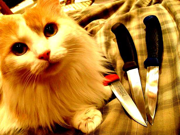 Кот с ножом