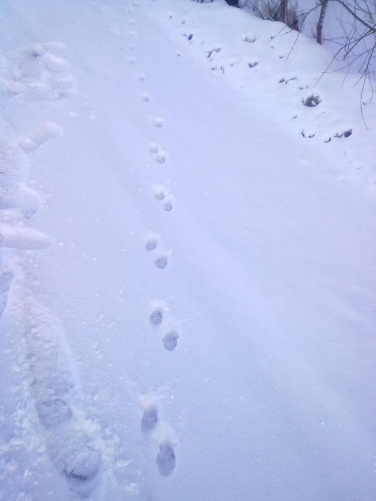моей лисьи следы на снегу фото словам