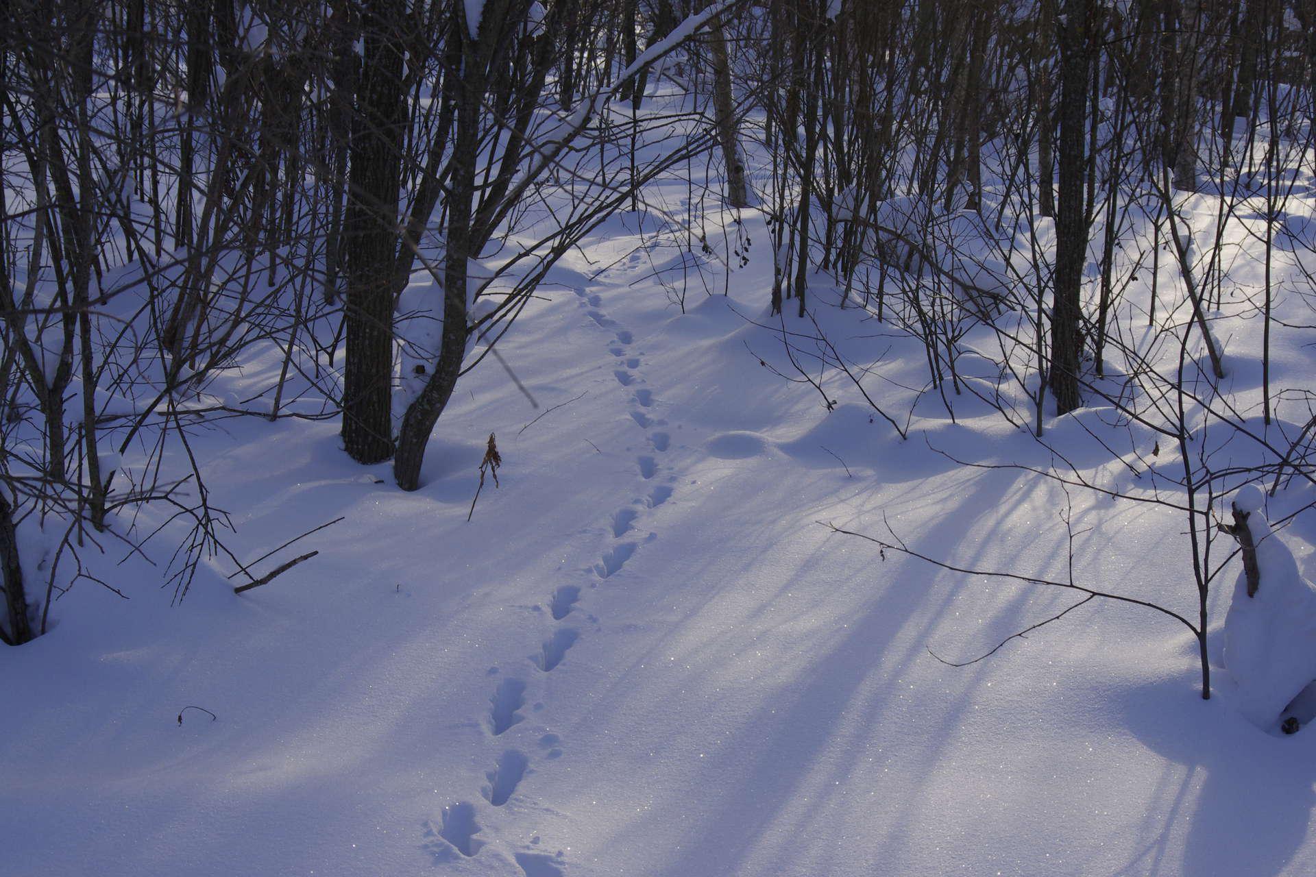 Заячьи и лисьи следы на снегу. Следы на снегу в лесу. Звериные тропы зимой. Следы зверей в зимнем лесу. Следы лисицы зимой.