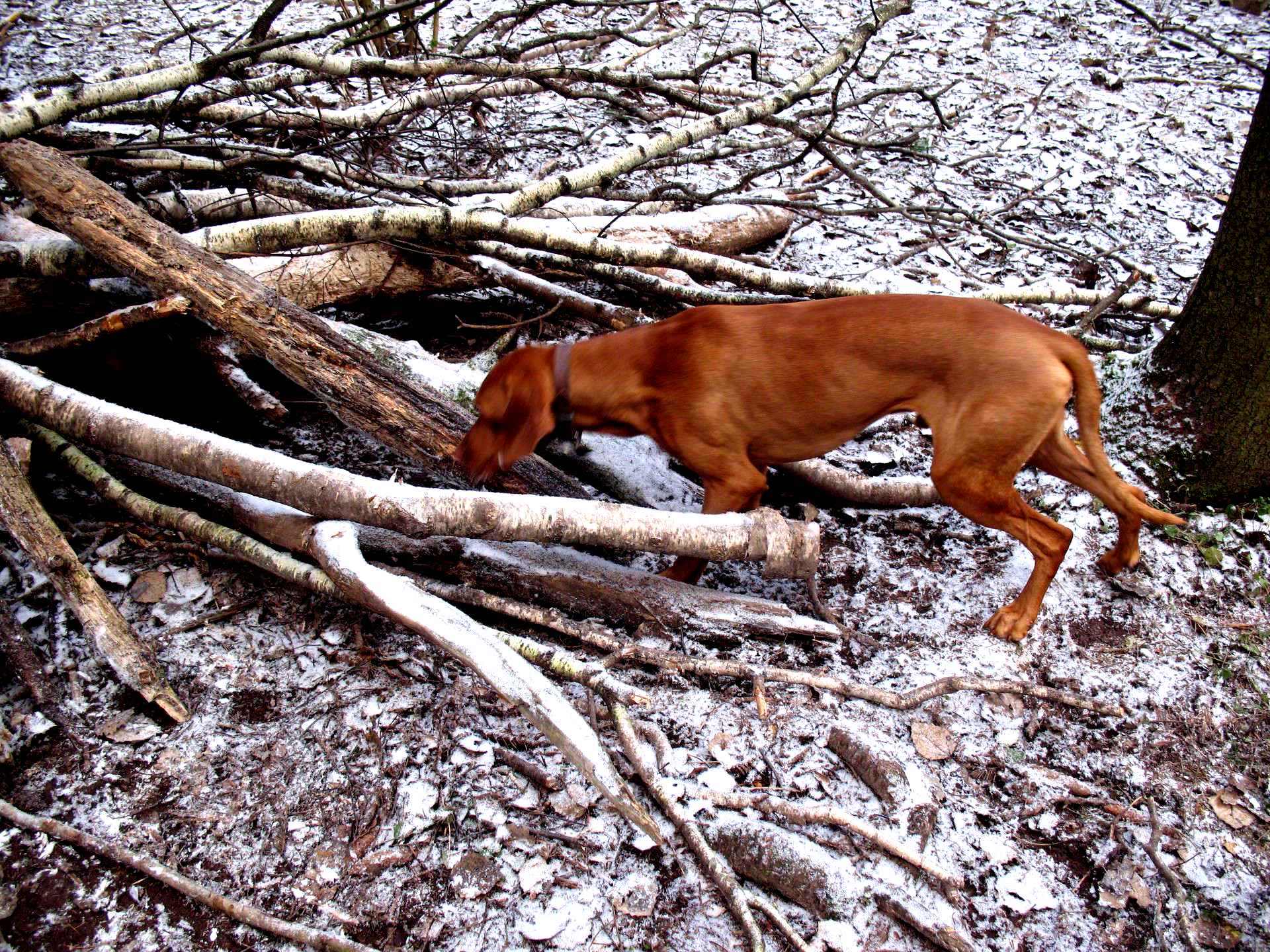 Охотничьи собаки рыжие короткохвостые