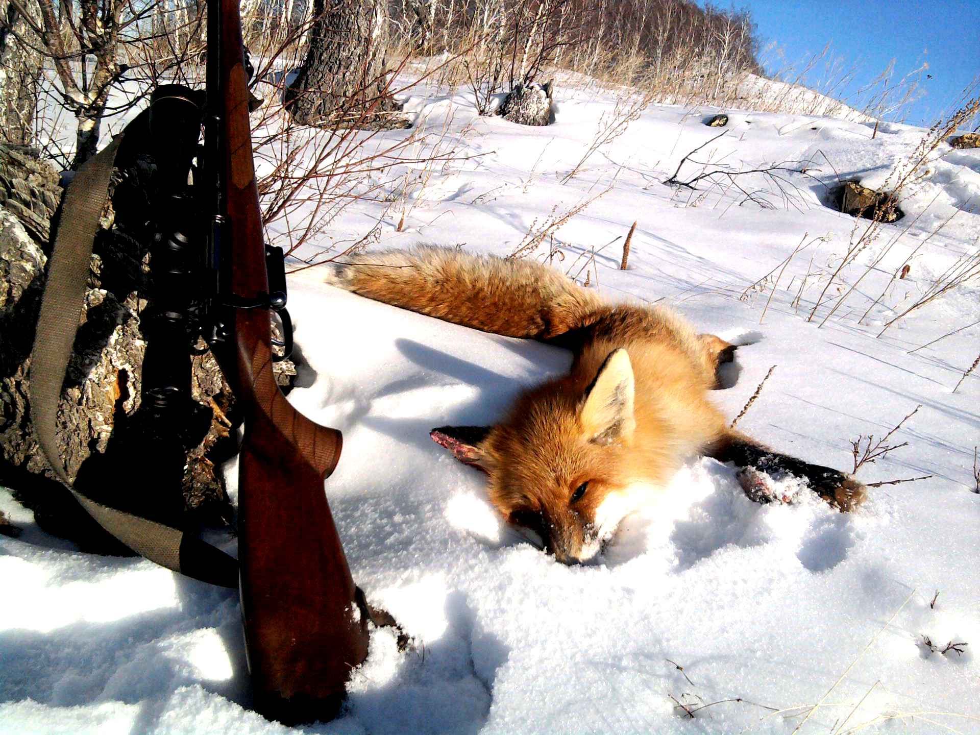 Охота на лисицу квашеная. Лиса на охоте.