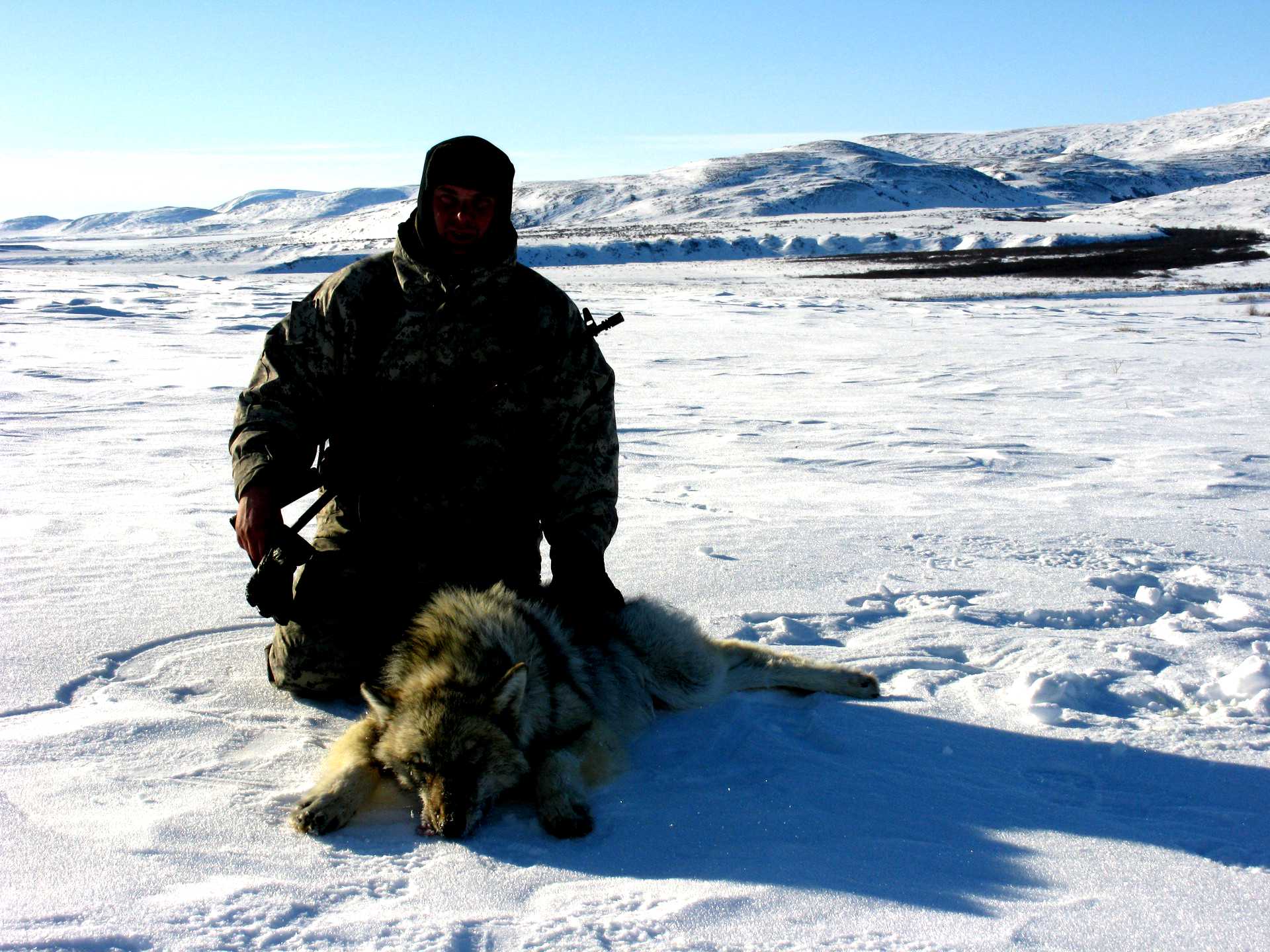 Охота и рыбалка на севере видео. Охота на волка в Сибири Красноярск.