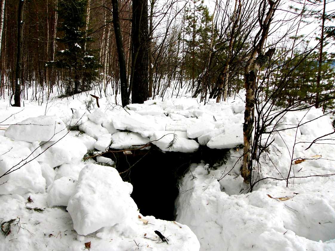 Медведь в берлоге фото