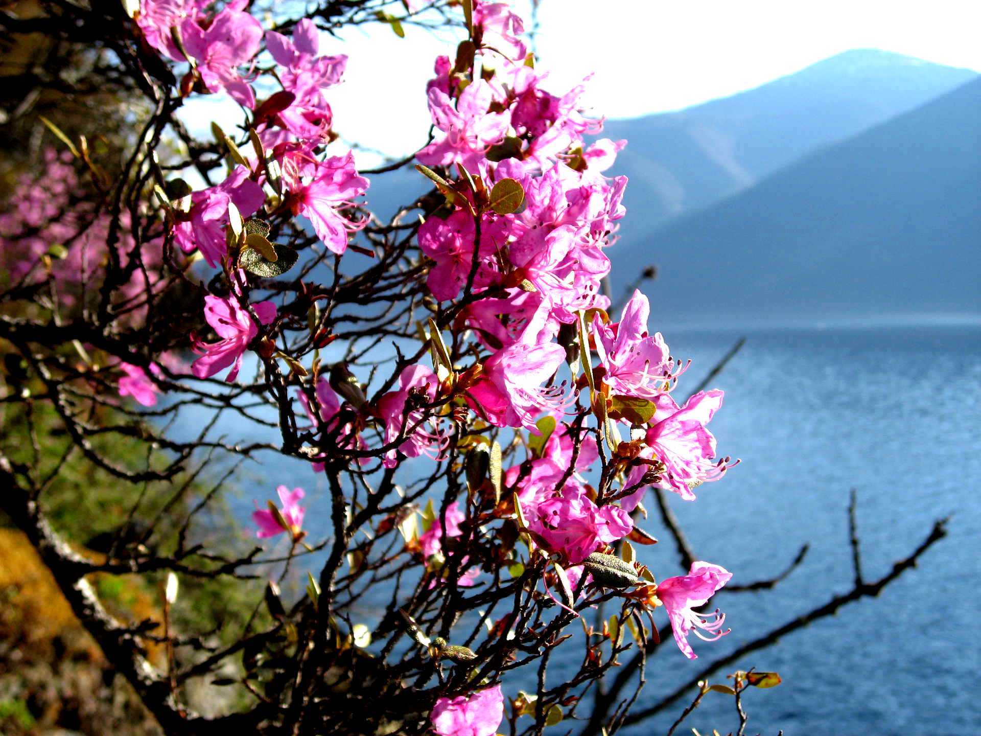 Фото багульника цветущего на байкале