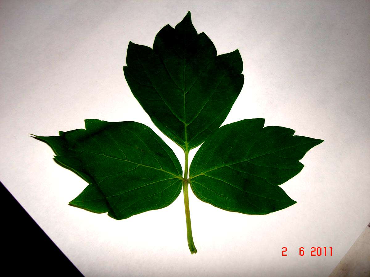 Распознать дерево по листьям онлайн фото