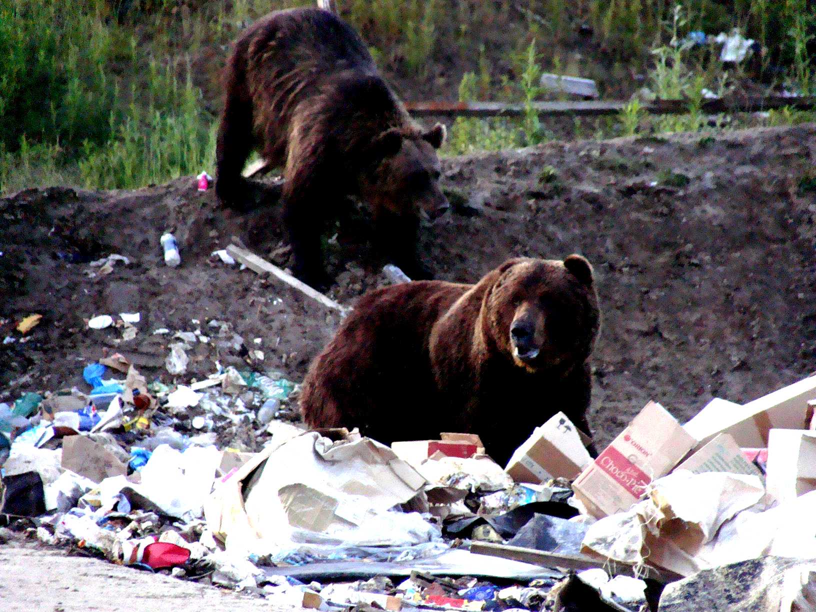 Лесные опасности медведь. Медведи на свалке Камчатка.