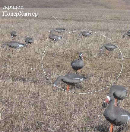 Расстановка чучел гусей весной на поле схема