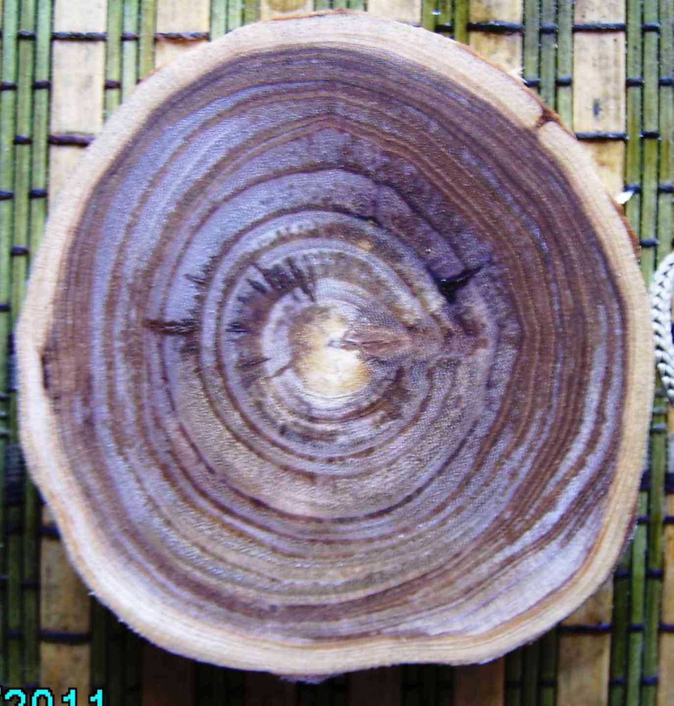 граб срез дерева. пиломатериал из яблони. яблоня срез древесины. срез древесины яблока. срез яблони.