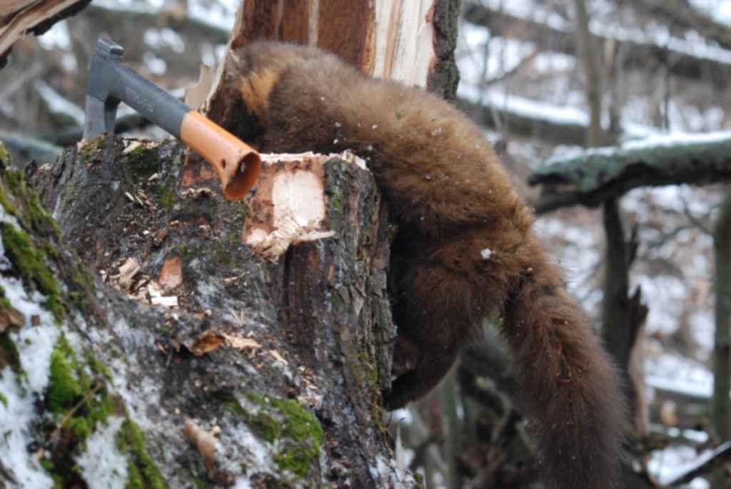 Промысел капканами