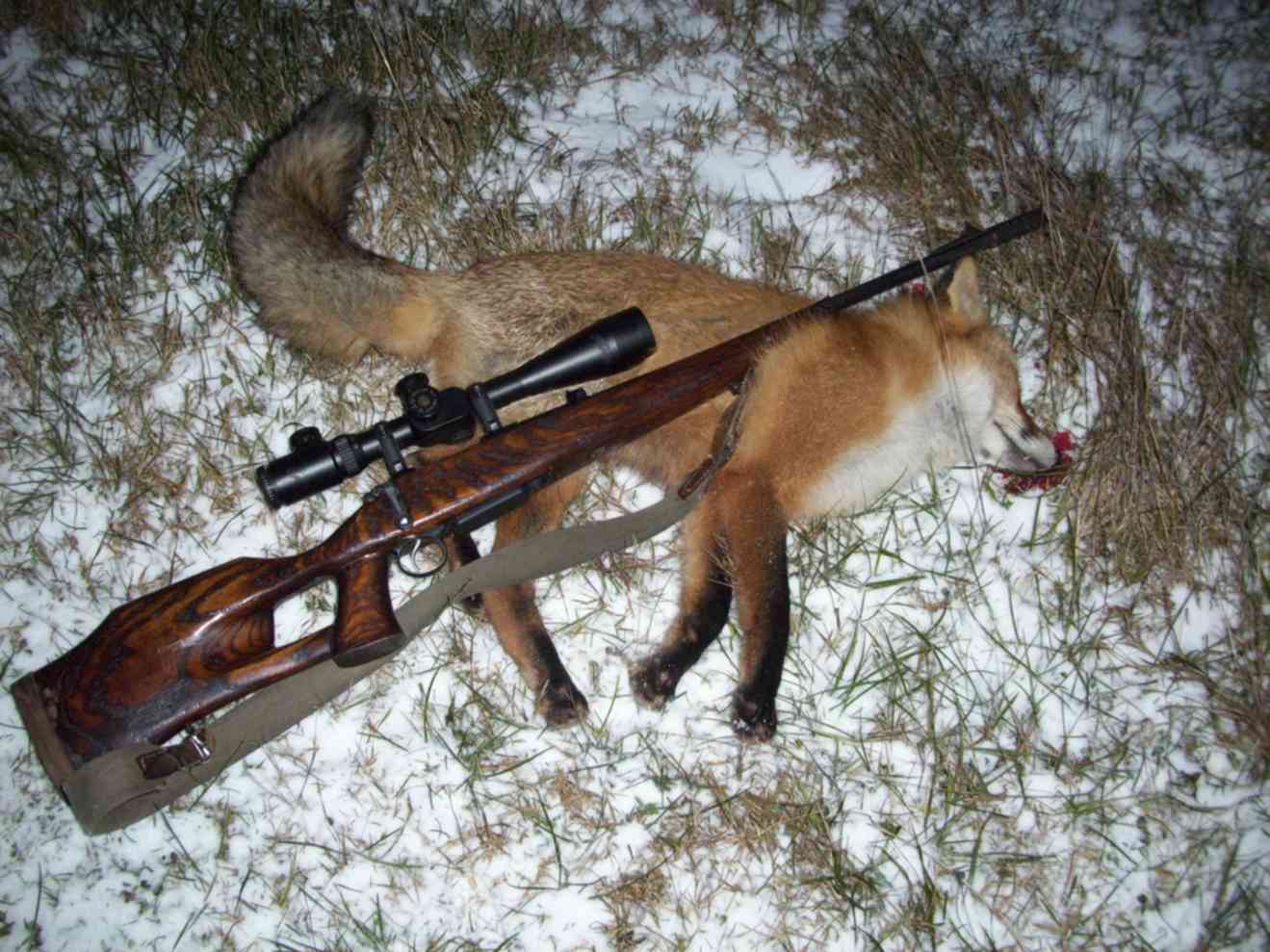 Видео охота лис. Ружья для охоты. Охота на лису с карабином.