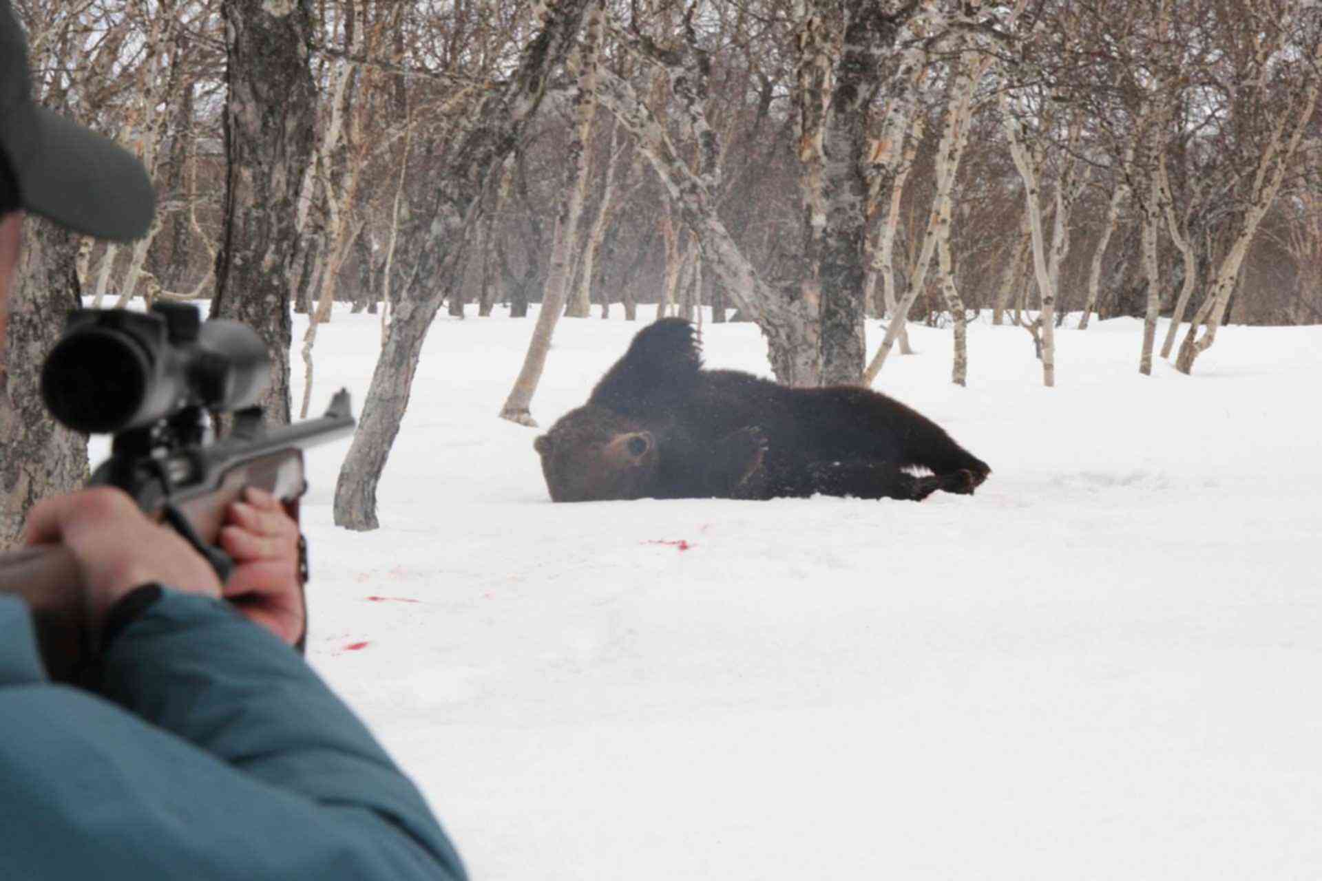 Медведь С Ружьем Картинки