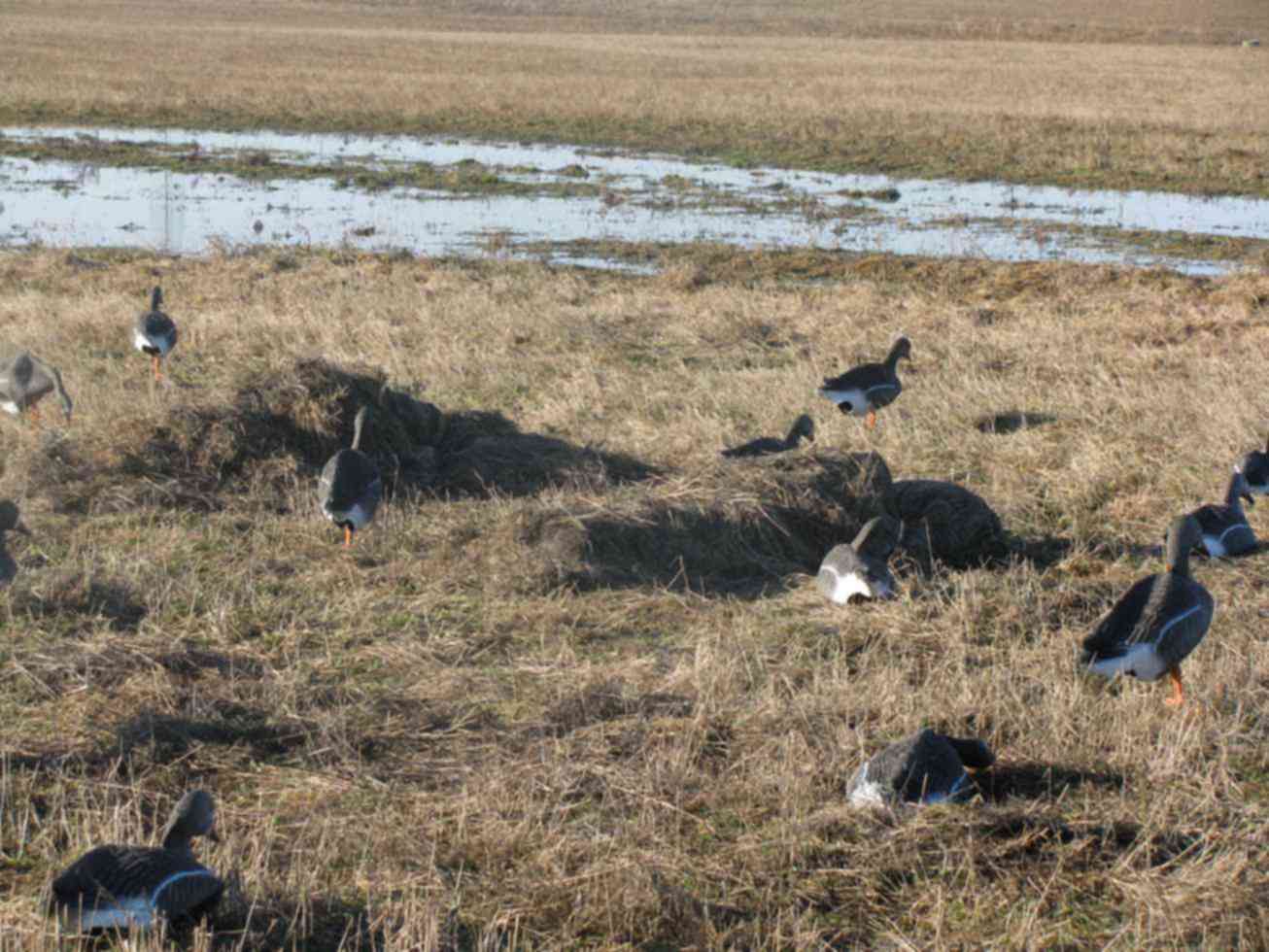 расстановка чучел турпанов. гринхед широконоска. охота на гусей белоруссия двустволка. мод на гуся. охота на гуся на маленьком болоте.