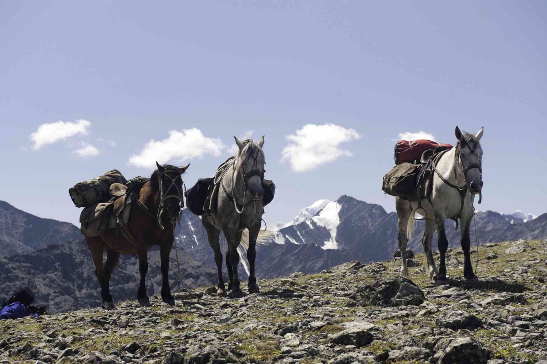 Горный караван. Верхово вьючные лошади. Алтайская вьючная лошадь. Сарлык Монголия. Горная тропа вьючные лошади.