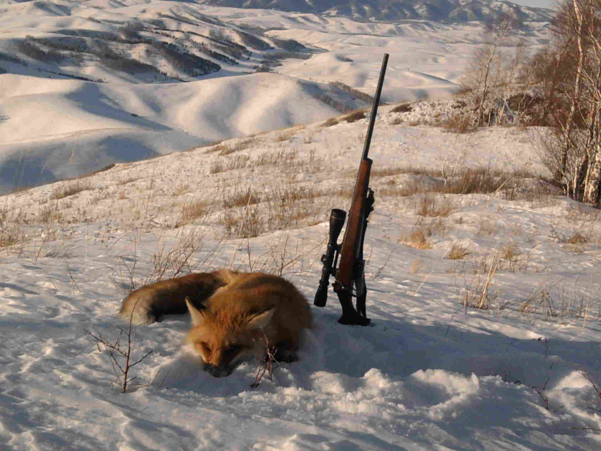 Охота лису собаки. Охота зимой. Охотник.