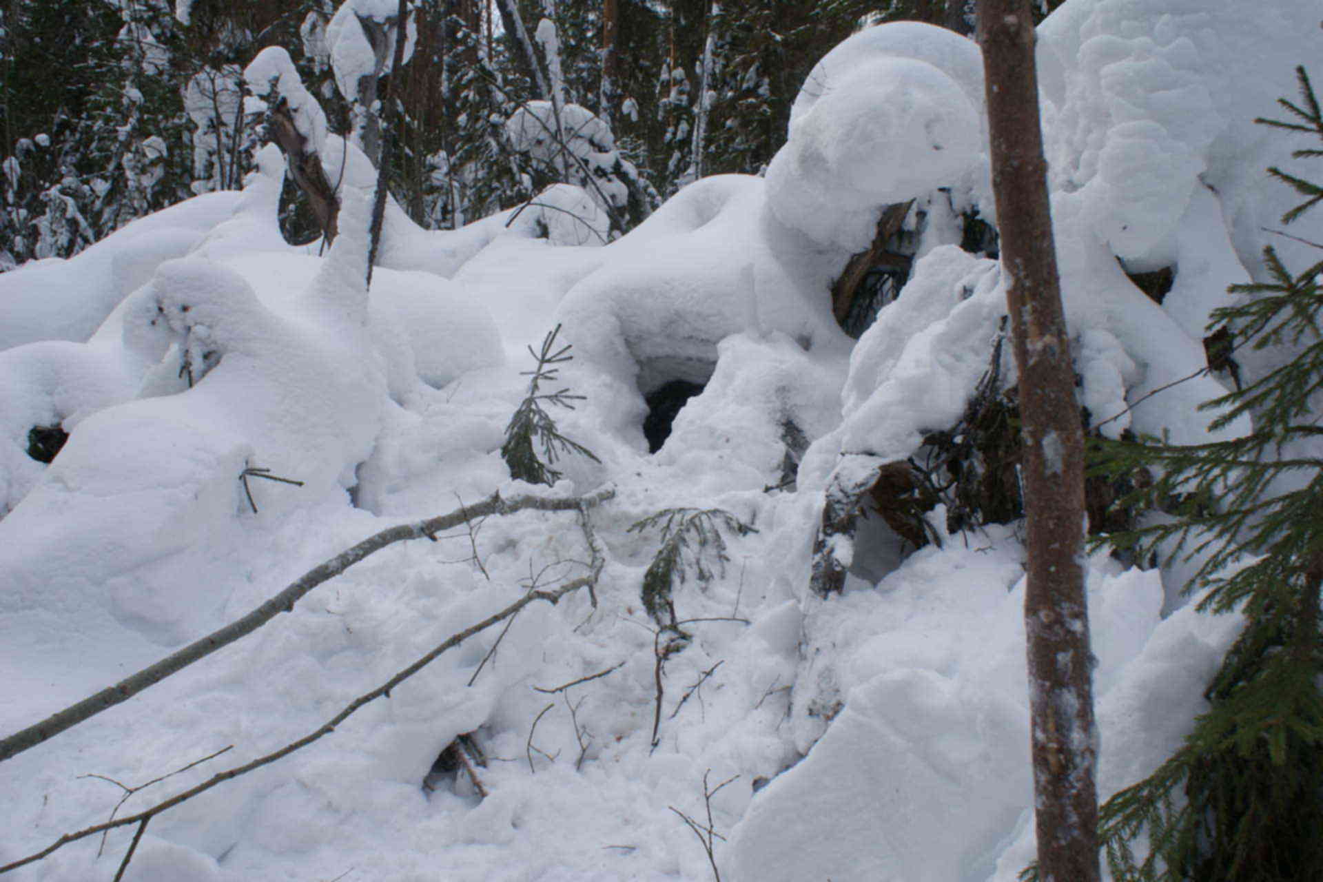 Winter burrow. Зимний лес Берлога медведя. Берлога медведя зимой в лесу. Медвежья Берлога зимой. Медведь зимой в берлоге.