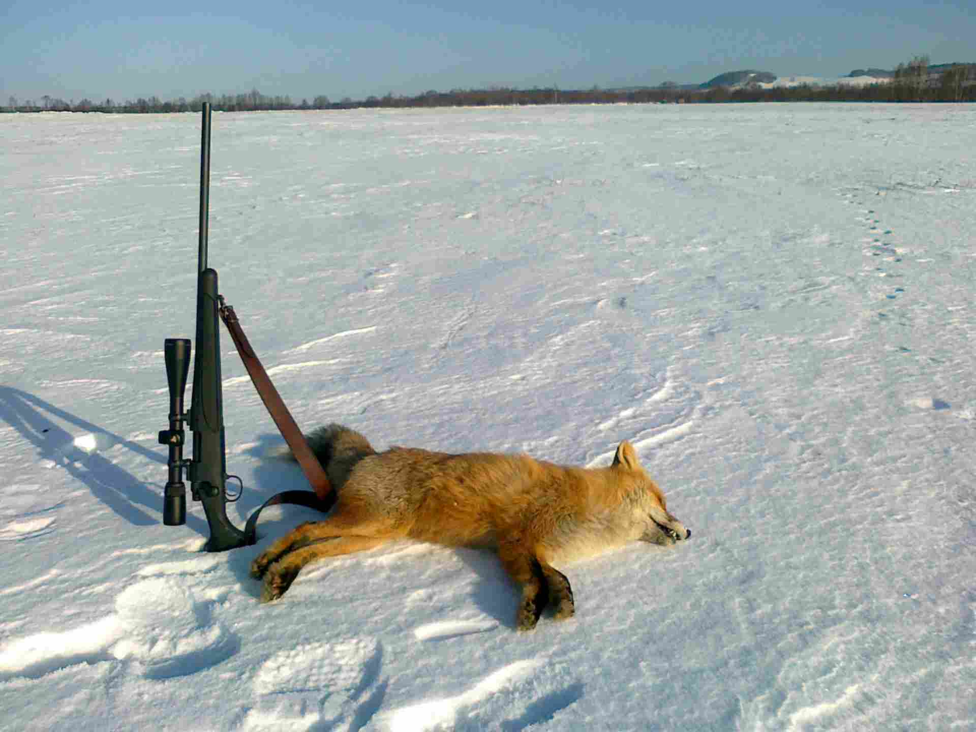 Охота на лисицу квашеная. Охота на лису с подхода с карабином. Калибр для охоты на лисицу. Охота на лисицу с подхода зимой.