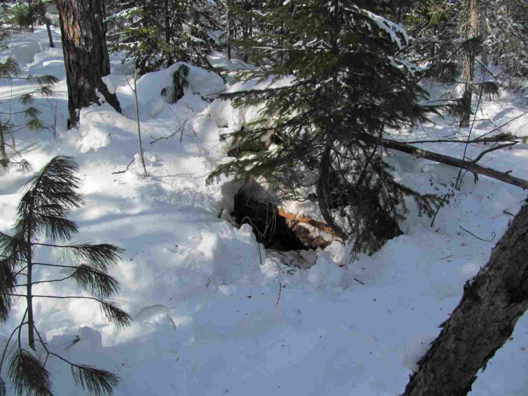 Winter burrow. Зимний лес Берлога медведя. Бурый медведь в берлоге. Берлога медведя зимой в лесу. Бурый медведь в берлоге зимой.