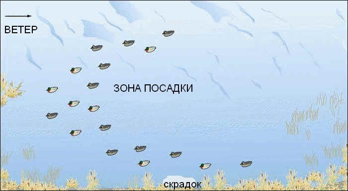 Схема расстановки гусей